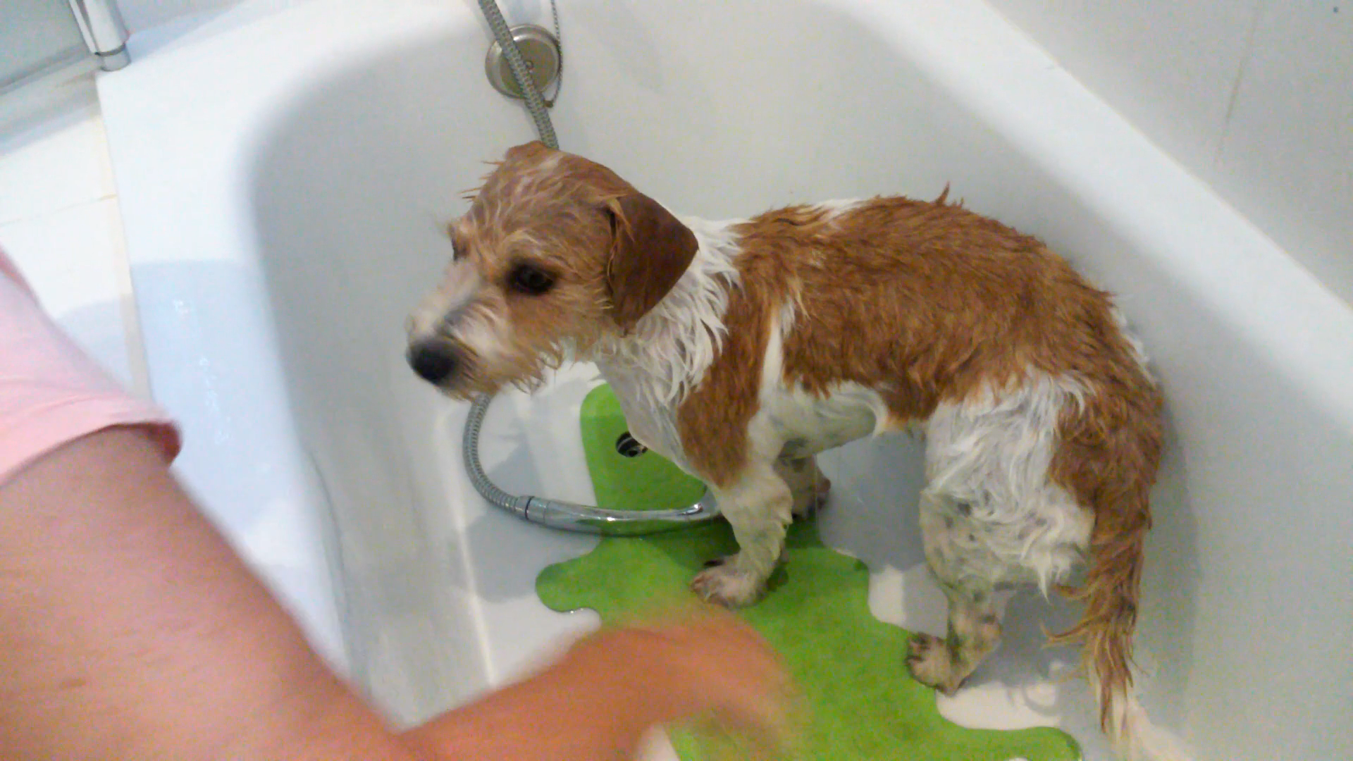 Showering the dog – Jenson is funny afterwards