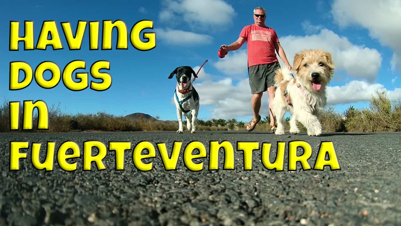 Having Dogs In Fuerteventura