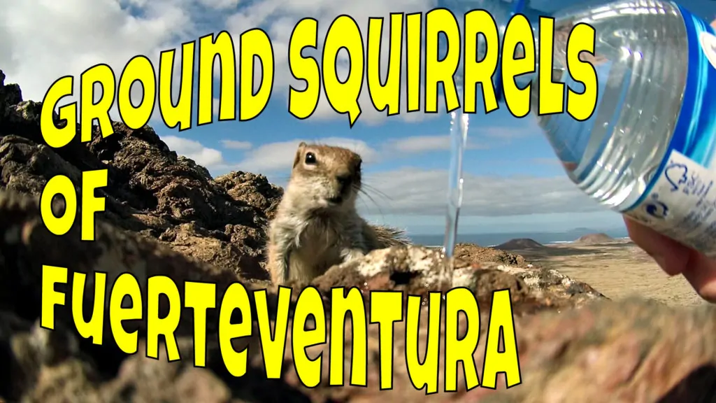 Fuerteventura Ground Squirrels