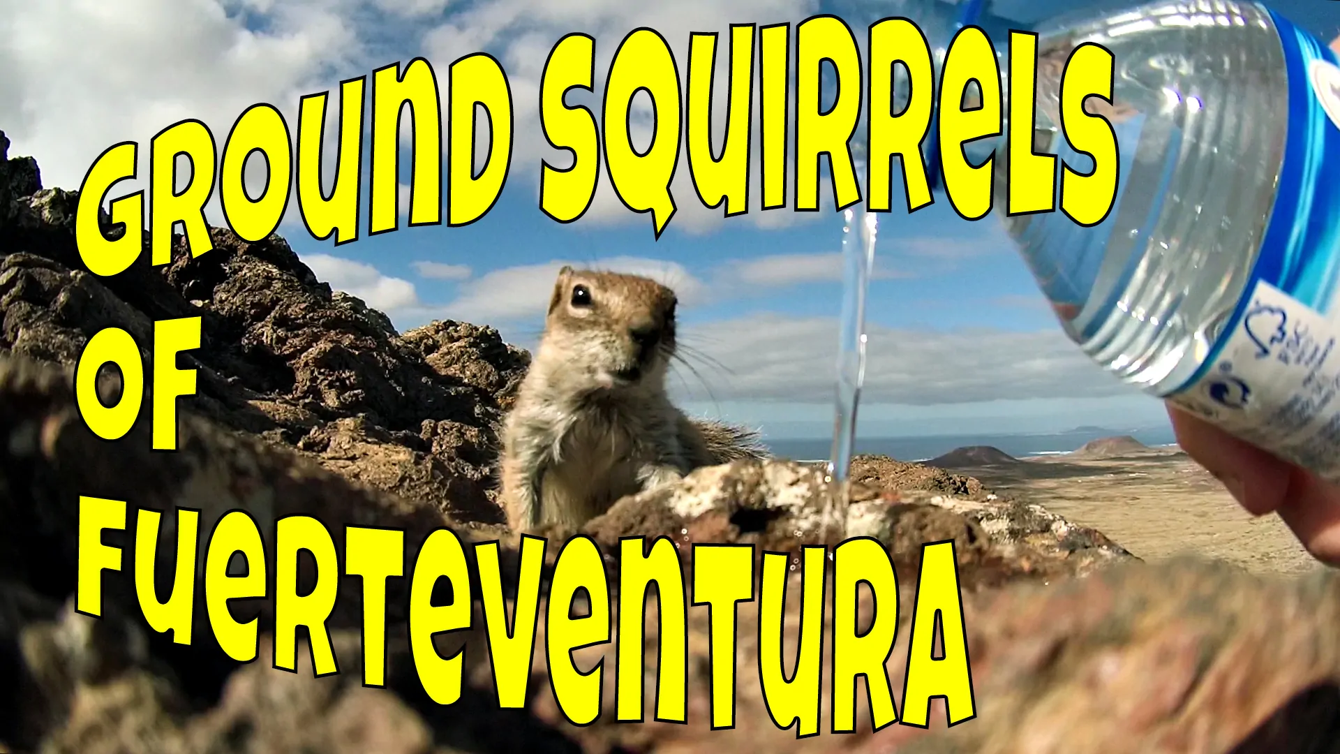 Fuerteventura Squirrels or Fuerteventura Chipmunks