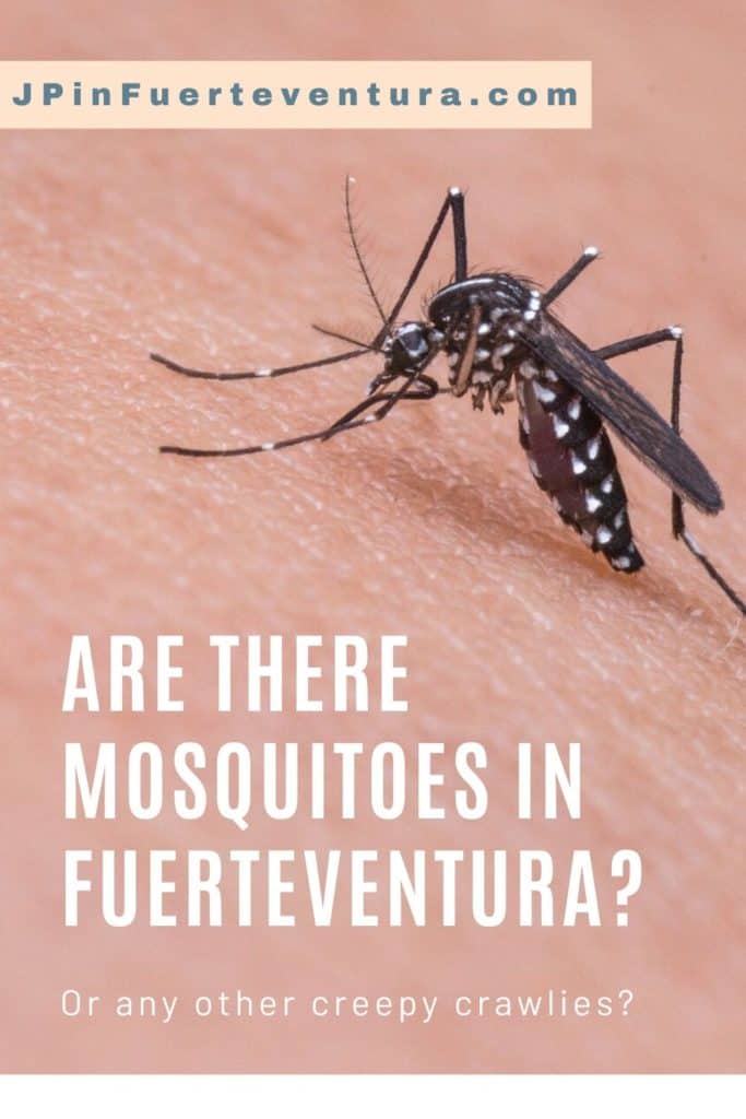Are there mosquitoes in Fuerteventura - Pinterest image