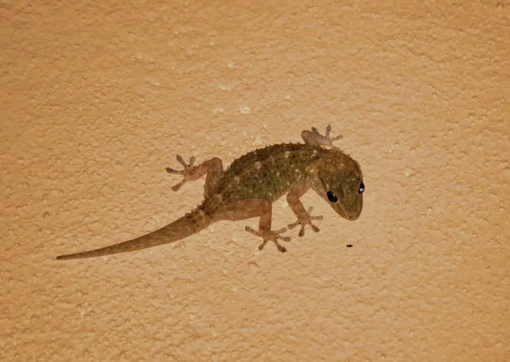 gecko in Fuerteventura