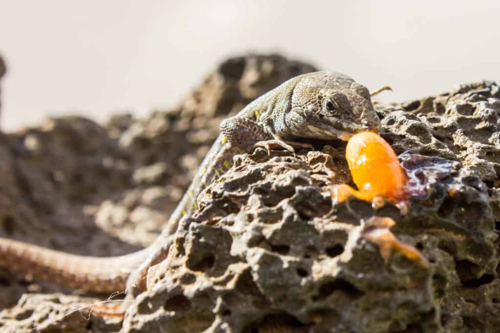 lizard in Fuerteventura eating fruit