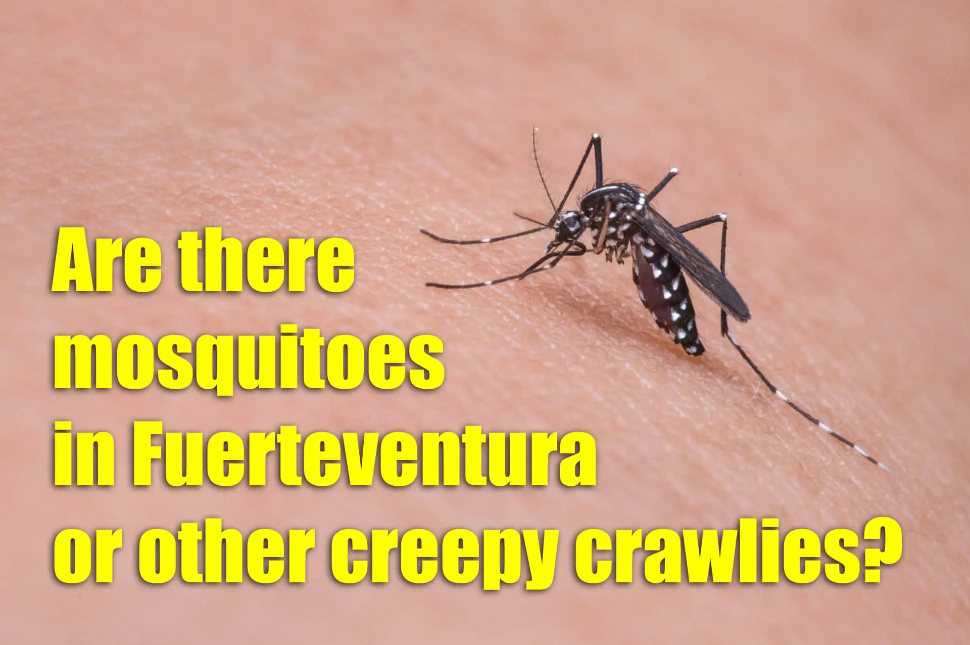 Are there mosquitoes in Fuerteventura or other creepy crawlies?