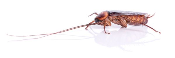 Do you get cockroaches in Fuerteventura